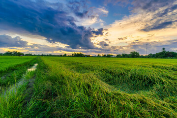 Beautiful green field cornfield or corn in Asia country agriculture harvest with sunset sky background.