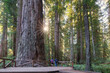 © romylee - hikers looking at the giant redwoods in Jedediah Smith Redwoods Park