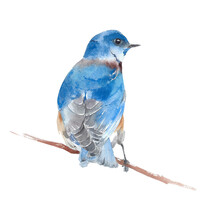 Bluebird  Sitting On The Branch American Wildlife Backyard Bird Watercolor Painting Illustration Isolated On White Background