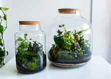Small Decoration Plants In A Glass Bottle/garden Terrarium Bottle/ Forest In A Jar. Terrarium Jar With Piece Of Forest With Self Ecosystem. Save The Earth Concept. Bonsai, Set Of Terrariums/ Jars