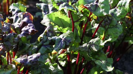 Wall Mural - Beet seedlings on a bed in the garden.Ground beet shoots red purple stems. Garden plant green leaf. Farmers work. 