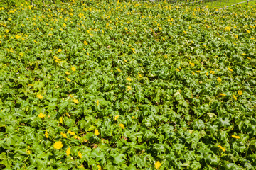 Canvas Print - farm of loofah with yellow flowers