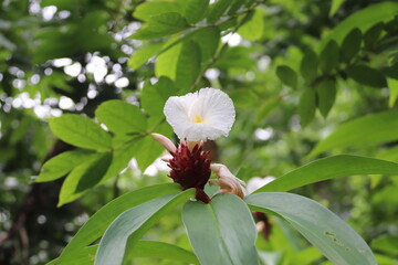 Poster - Fleur dans la jungle à Tahiti, Polynésie française