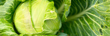 Head Of Ripe Fresh Honest White Cabbage Grows In The Garden. Banner