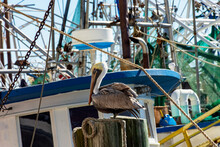 Pelicans Near The Shrimp Boats In Biloxi, Mississippi