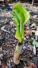 Sticker - Selective focus shot of an arum sprout in the soil