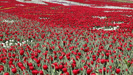 Wall Mural - field of tulips