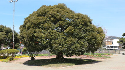 Wall Mural - tree in the park