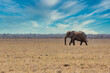 A big elephant walking in Namibia
