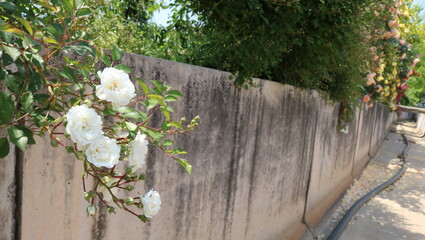 Wall Mural - flowers in the garden