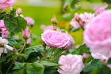 Fototapeta  - Flowers Of Classification Roses In Garden In Summer Close Up.