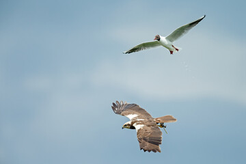 Wall Mural - The western marsh harrier (Circus aeruginosus) in flight during mating season