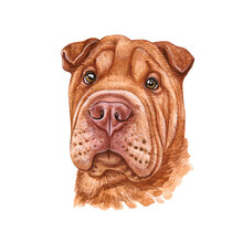 Watercolor Illustration Of A Funny Dog. Hand Made Character. Portrait Cute Dog Isolated On White Background. Watercolor Hand-drawn Illustration. Popular Breed Dog. Shar Pei