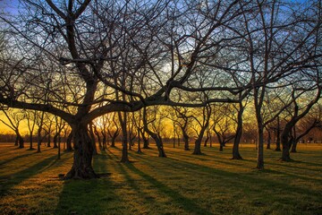 Sticker - Beautiful shot of a big park with lots of dry trees during a sunset in Washington DC