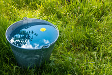A Metal Bucket Of Water Stands In The Green Grass On A Sunny Day.
