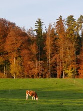 Vertical Shot Of A Cow Grazing Near An Autumnal Forest