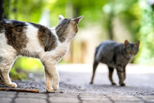 Twp Gray And White Striped Cats Walking Along The Street Outdoors On Summer Day.