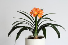 Blooming Of Kaffir Lily Plant Potted In White Pot And Isolated On White  Wall Background . Orange Flowers.
