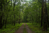 Fototapeta Na ścianę - road in the forest