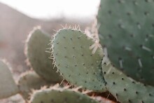 Closeup Of Eastern Prickly Pear Under The Sunlight