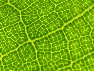 Sticker - Closeup shot of a green leaf patterns with reticulate veins