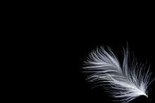 One White Fluffy Feather Close-up Against A Black Background.Macro Mode.concept Of Eco-friendly Material.Copy Space. Mockup.