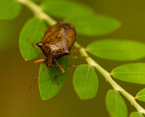 bug on leaf