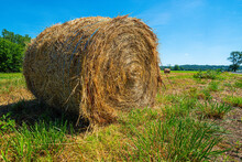 Golden Straw Rolled Up In To A Cylinder To Make A Bale Of Hay Stored In The Open Of A Green Grass Field In Souther Illinois On A Sunny Summer Day.