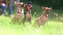 The Owner Is Disposing Three Chihuahuas Dogs Arrangement