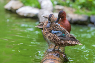 Wall Mural - The duck stands on a wooden log that leads just above the water