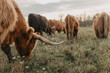 © Chelsea Victoria/Stocksy - Highland cattle grazing in a meadow on a summers day