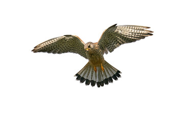 common kestrel (falco tinnunculus)