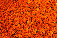 Tagetes Flowers Prepared For Diwali In The Hindu Temple