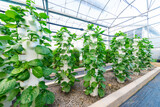 Fototapeta Nowy Jork - Agricultural plants grown in a modern greenhouse.
