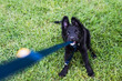 © simon/Stocksy - Puppy playing with his leash