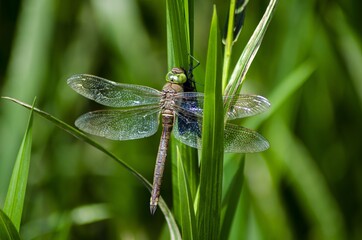 dragonfly on a leaf