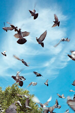 Pigeons In Flight