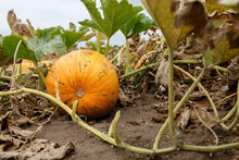 Orange Ripe Pumpkin On Ground In Field