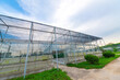 © 一飞 黄 - The greenhouse of modern agriculture is under the blue sky and white clouds.