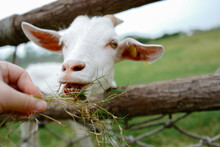 Closeup Of White Goat