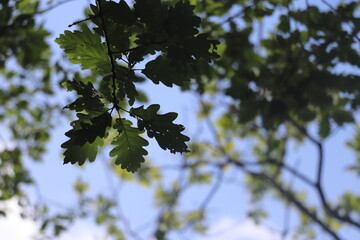 close up of green oak leaves with blue sky background