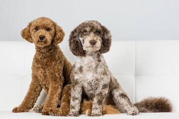 Two doodles on a couch, freshly groomed