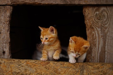 Wall Mural - Two cute kittens in their wooden house. Interested in how to climb a fence