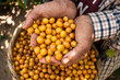 MenÂ´s hands showing delicious yellow coffee berries, fresh harvest of Catuai coffee