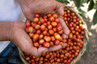 Man´s hands showing delicious yellow coffee berries, fresh harvest of Catuai coffee