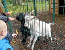 People Feed The Kids With Autumn Leaves. Mini Zoo