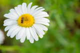 Fototapeta Kwiaty - Yellow bee over white flower