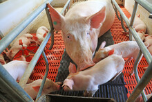 Sows And Piglets In Farms