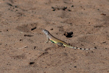 Zebra-tailed Lizard With A Colorful Green Belly On A Sandy Desert Wash Trail
