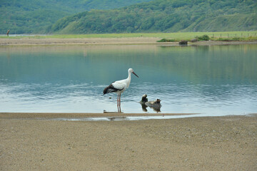 Poster - Oriental white stork (Ciconia boyciana) 3